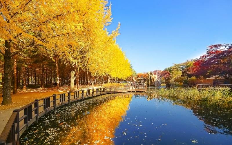 Đảo Nami Hàn Quốc