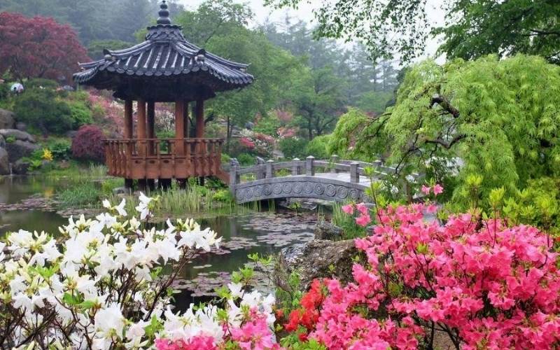 Vườn hoa Morning Calm
